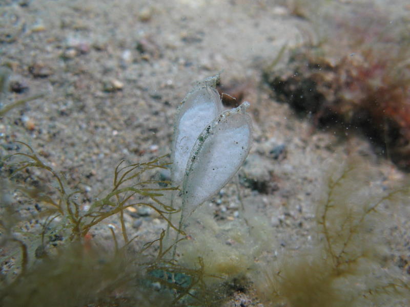 Capsula ovarica di Bivetiella cancellata